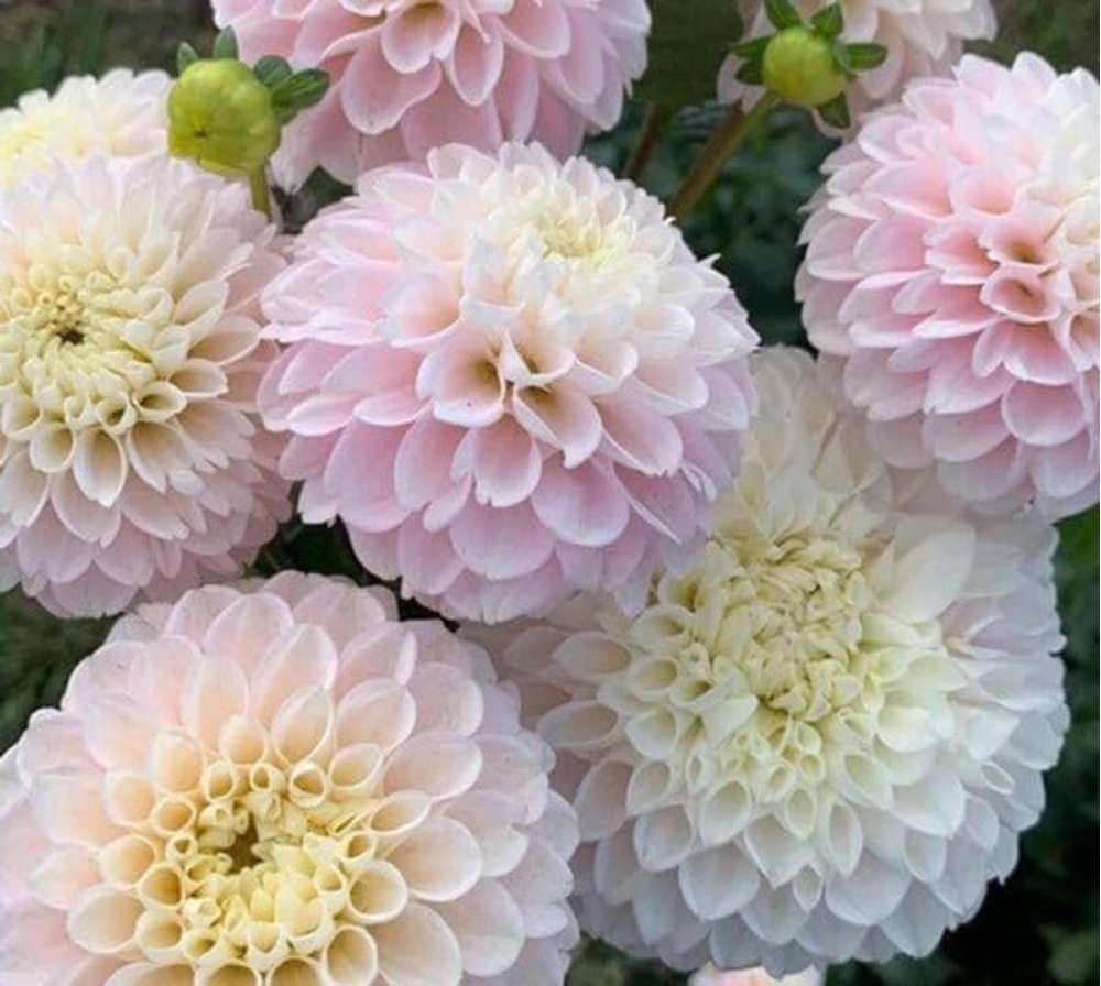Dahlia Wizard of Lightening
